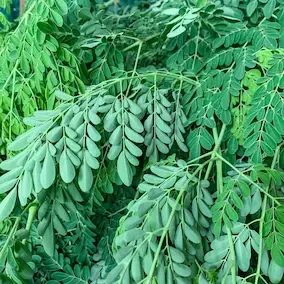 Moringa for joint health support