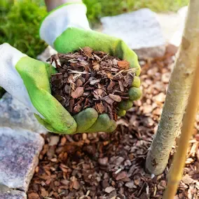 Pine Bark Extract for joint health support